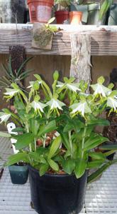 Bonatea speciosa