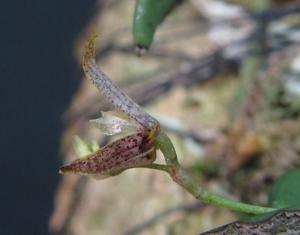 Acianthera klingelfusii