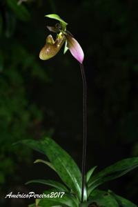 Paphiopedilum appletonianum