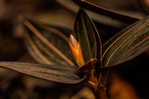 Ludisia discolor