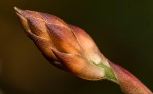 Ludisia discolor