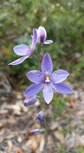 Thelymitra ixioides