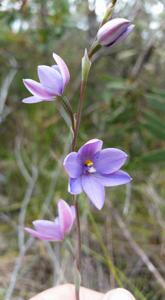 Thelymitra ixioides