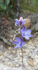 Thelymitra ixioides