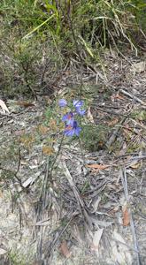 Thelymitra ixioides