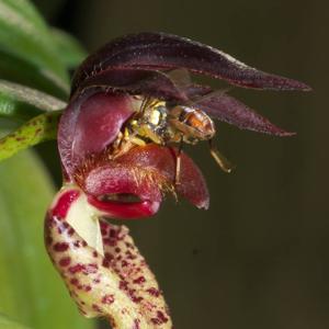 Bulbophyllum lasiochilum