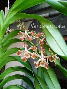 Vanda arcuata