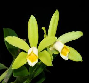 Cattleya forbesii