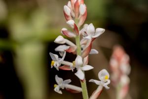 Ludisia discolor