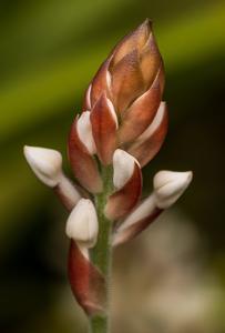 Ludisia discolor