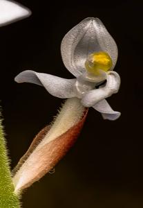 Ludisia discolor