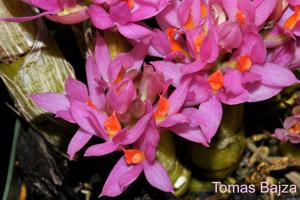 Dendrobium bracteosum