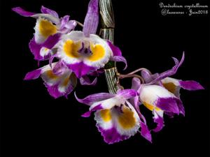 Dendrobium crystallinum