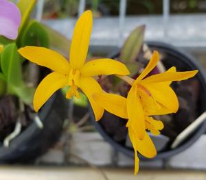 Cattleya endsfeldzii