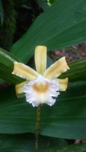 Sobralia atropubescens