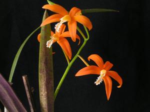 Cattleya harpophylla