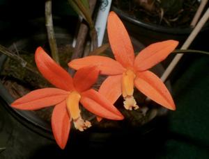 Cattleya harpophylla