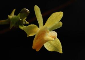 Thrixspermum musciflorum