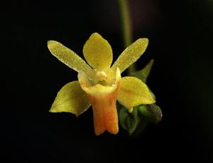 Thrixspermum musciflorum