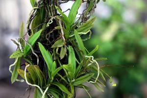 Thrixspermum musciflorum