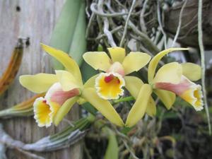 Cattleya luteola