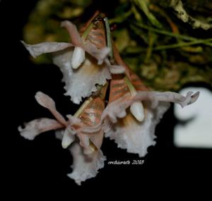 Eurychone galeandrae