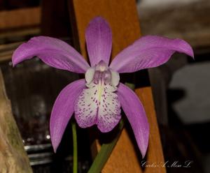 Laelia speciosa