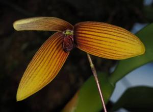 Bulbophyllum quadrangulare