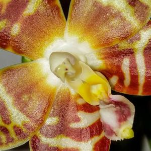 Phalaenopsis amboinensis