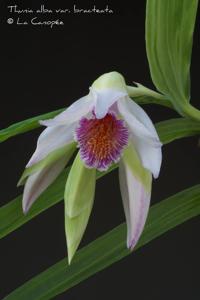 Thunia alba var. bracteata