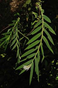Thunia alba var. alba