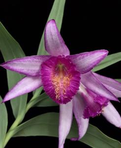Thunia bensoniae