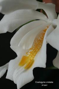 Coelogyne cristata