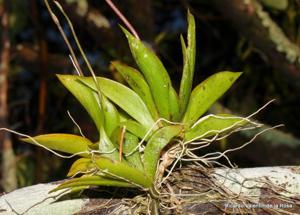 Tolumnia variegata