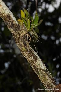 Tolumnia variegata