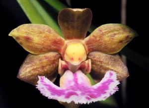 Vanda flabellata