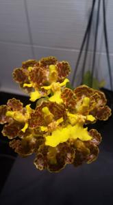 Trichocentrum cavendishianum