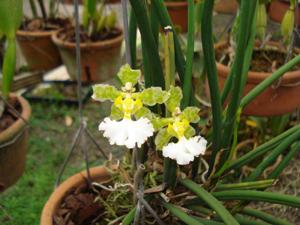 Trichocentrum jonesianum