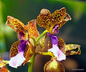 Trichocentrum lanceanum