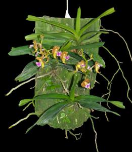 Vanda flabellata