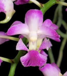 Aerides crassifolia