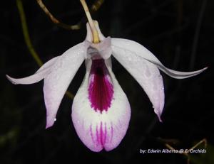 Dendrobium maccarthiae