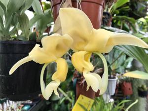 Stanhopea maduroi