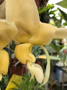 Stanhopea maduroi