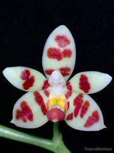 Phalaenopsis maculata