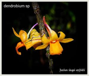 Dendrobium crocatum