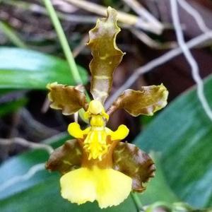 Oncidium altissimum