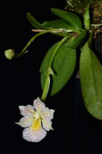 Trichocentrum pulchrum