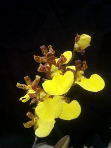 Trichocentrum splendidum