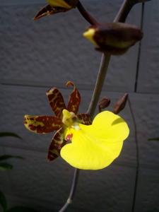 Trichocentrum splendidum